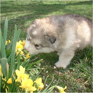 Hudsons Malamutes - Augustus