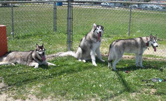 Hudsons Malamutes - Baloo