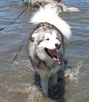 Hudsons Malamutes - Baloo