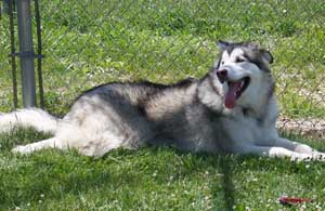 Hudsons Malamutes - Baloo