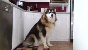 Hudsons Malamutes - Bandit - Maya