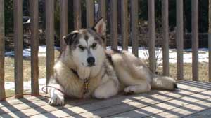 Hudsons Malamutes - Bandit - Maya