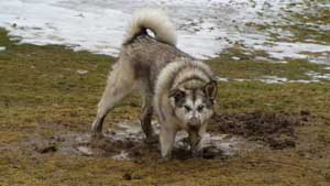 Hudsons Malamutes - Bandit - Maya