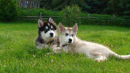 Hudsons Malamutes - Bandit - Maya