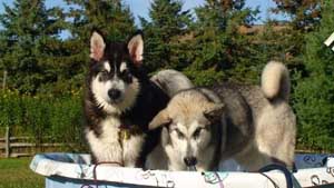 Hudsons Malamutes - Bandit - Maya