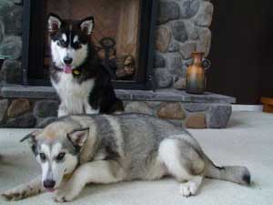 Hudsons Malamutes - Bandit - Maya