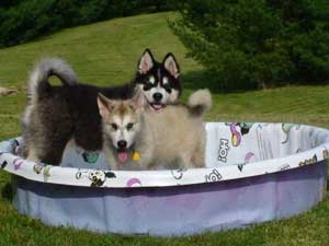 Hudsons Malamutes - Bandit - Maya