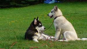 Hudsons Malamutes - Bandit - Maya