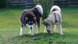 Hudsons Malamutes - Bandit - Maya