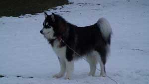 Hudsons Malamutes - Bandit - Maya