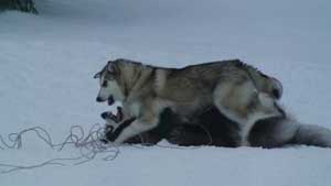 Hudsons Malamutes - Bandit - Maya