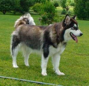 Hudsons Malamutes - Bandit - Maya