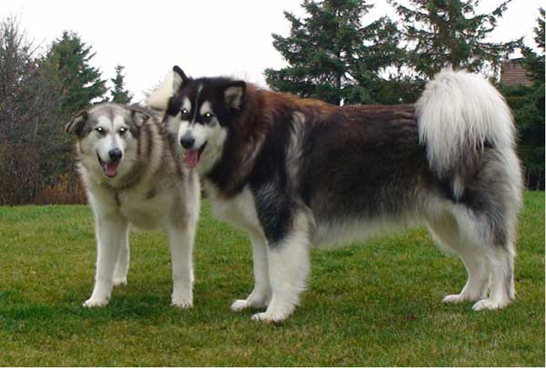 Hudsons Malamutes - Bandit - Maya