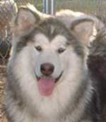 Hudsons Malamutes - Bella
