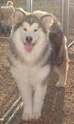 Hudsons Malamutes - Bella