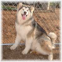 Hudsons Malamutes - Bella