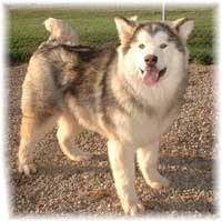 Hudsons Malamutes - Bella