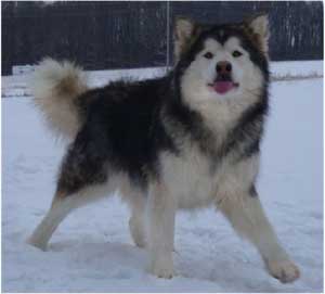 Hudsons Malamutes - Bella