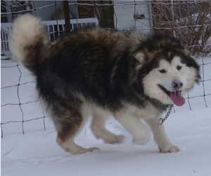 Hudsons Malamutes - Bella