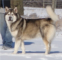 Hudsons Malamutes - Boaz