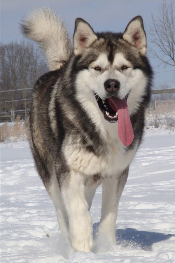 Hudsons Malamutes - Boaz