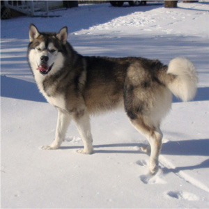 Hudsons Malamutes - Boaz