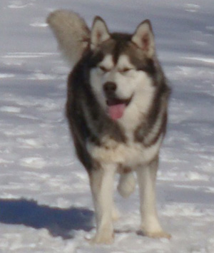 Hudsons Malamutes - Boaz