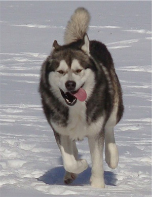 Hudsons Malamutes - Boaz