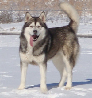 Hudsons Malamutes - Boaz