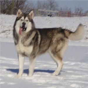 Hudsons Malamutes - Boaz