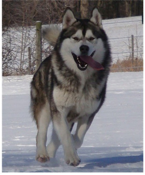 Hudsons Malamutes - Boaz