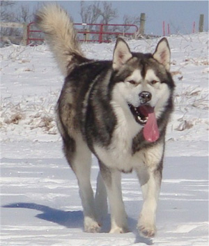 Hudsons Malamutes - Boaz