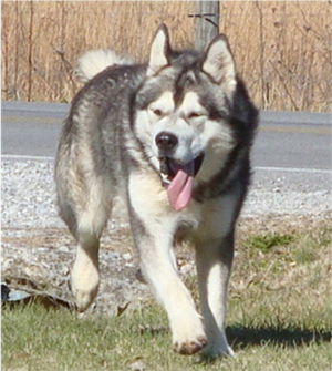 Hudsons Malamutes - Boaz