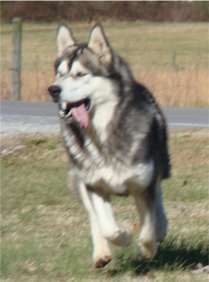 Hudsons Malamutes - Boaz