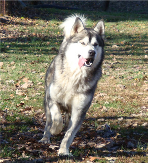 Hudsons Malamutes - Boaz