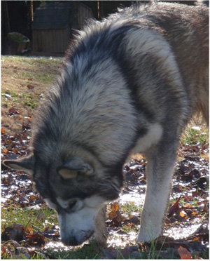 Hudsons Malamutes - Boaz