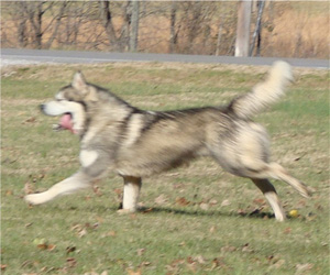 Hudsons Malamutes - Boaz