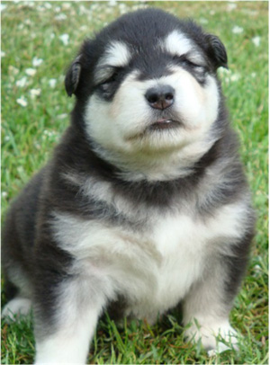 Hudsons Malamutes - Braska 