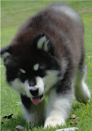 Hudsons Malamutes - Braska 