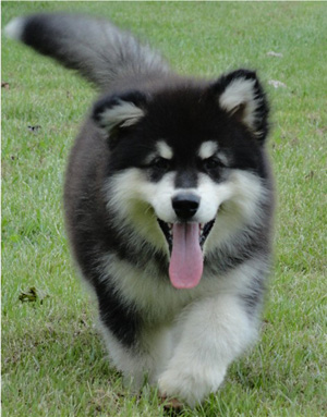 Hudsons Malamutes - Braska 