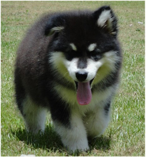 Hudsons Malamutes - Braska 