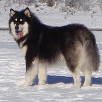 Hudsons Malamutes - Braska