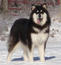 Hudsons Malamutes - Braska