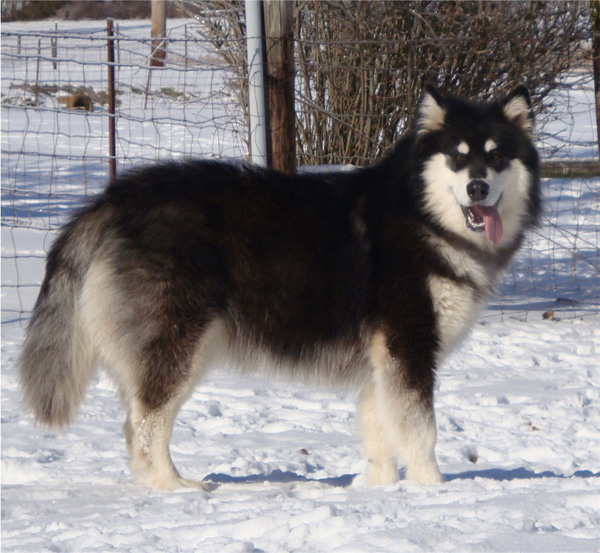 Hudsons Malamutes - Braska 