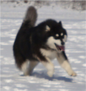 Hudsons Malamutes - Braska 