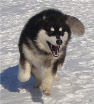 Hudsons Malamutes - Braska 