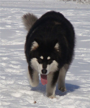 Hudsons Malamutes - Braska 