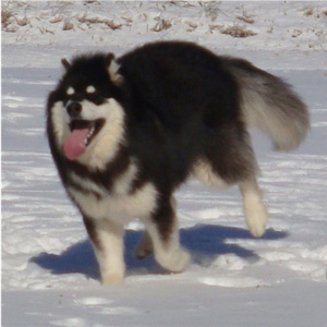 Hudsons Malamutes - Braska 