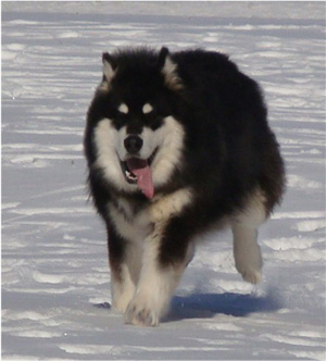 Hudsons Malamutes - Braska 