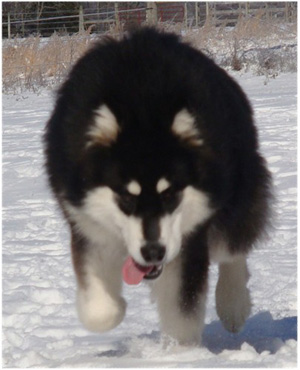 Hudsons Malamutes - Braska 